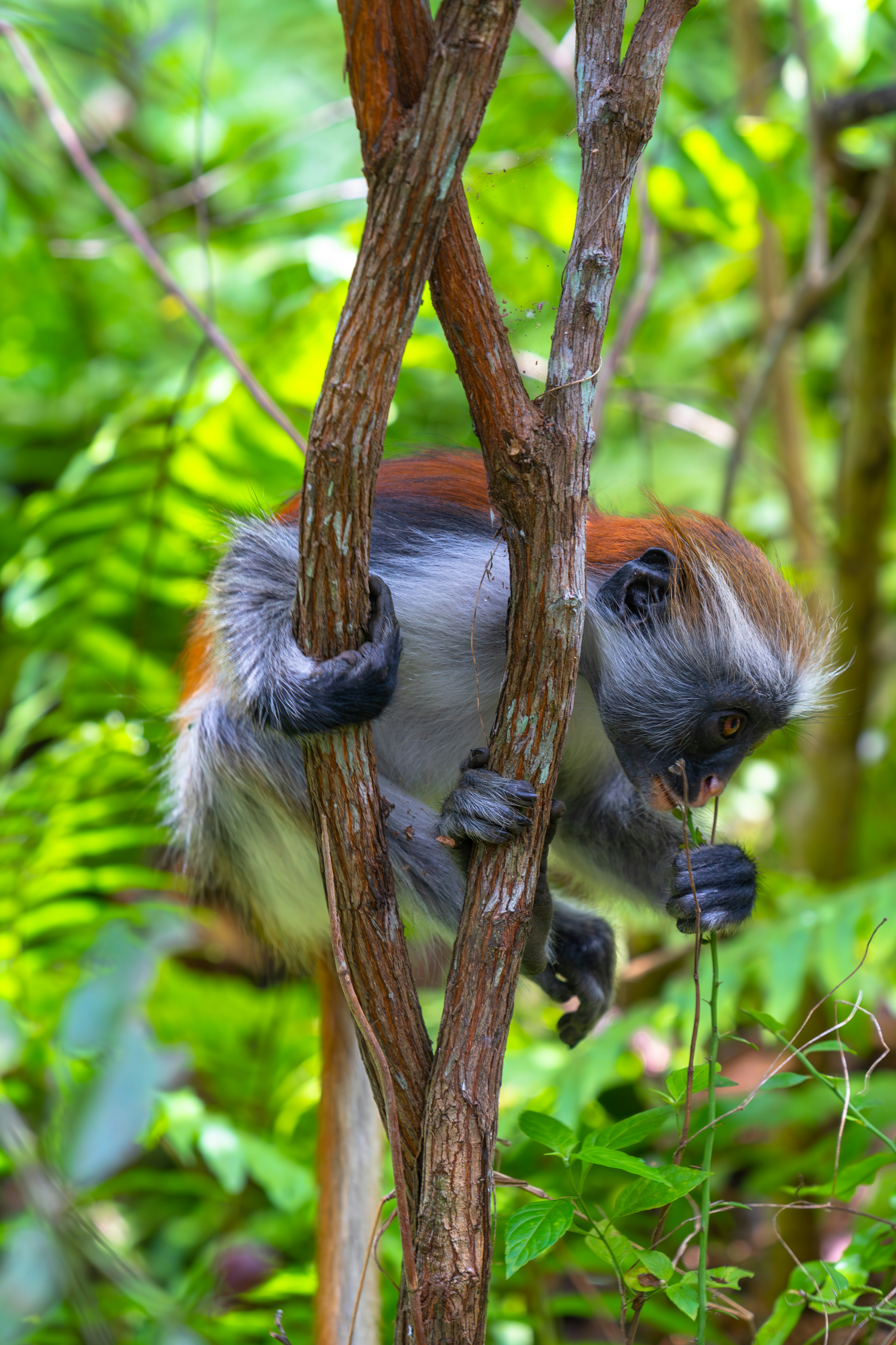 Jozani Chwaka Bay National Park